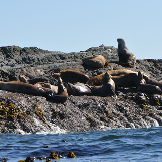 Tofino - Sea lions